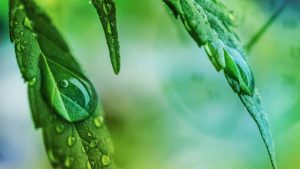 Jain Irrigation Systems – Global