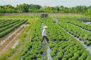Techcoop – Vietnam